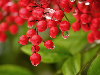 Water Drop Off Red Berries After Snow