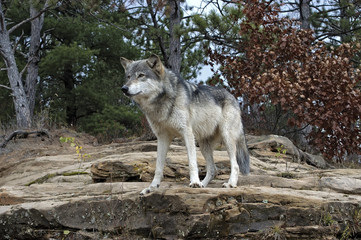Gray wolf  taken with a telephoto lens. Northern Minnesota