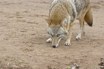 Eye level telephoto shot of a coyote. Northern Minnesota