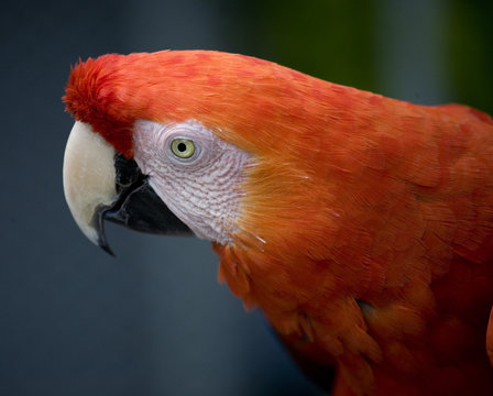 Close Up Scarlet Macaw Face