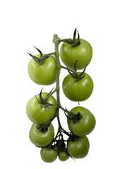 green Tomatoes on white background