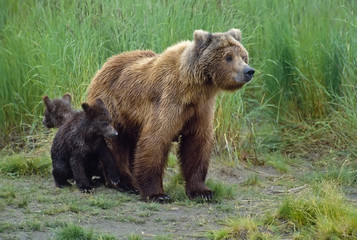 Grizzly bear with her twin cubs. Photographed in SW Alaska