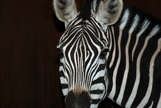 Zebraportrait