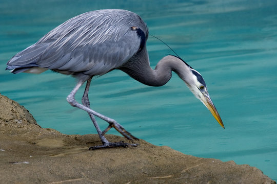 Great Blue Heron Close Up Looking for fish