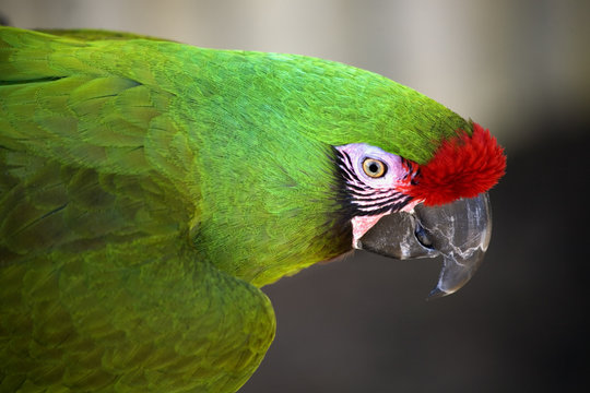 Green Military Macaw Portrait Head Shot Close Up Macro