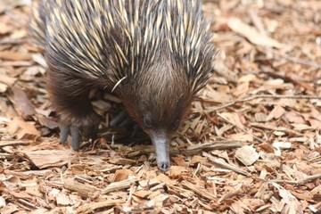 Echidna 2