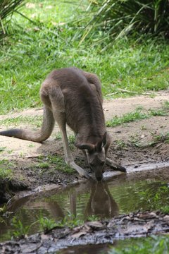 Kangaroo drinking