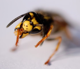 wasp