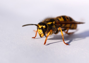 wasp