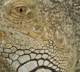 close-up of an eye of a green iguana