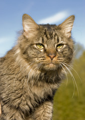 wild cat