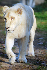 attention à la bête