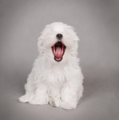 Maltese dog puppy