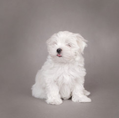 Maltese dog puppy