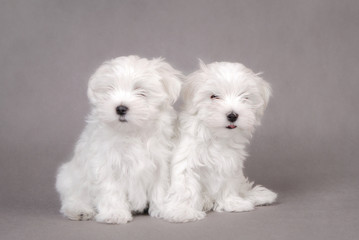 Two Maltese dog puppies