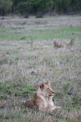 lion waiting for a pray