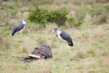 birds eating animal