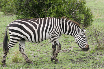Fototapeta na wymiar zebra grazing in the wild