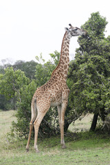 Naklejka na ściany i meble masai mara giraffe