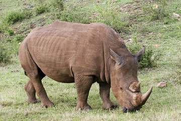 Naklejka premium rhino in the bush