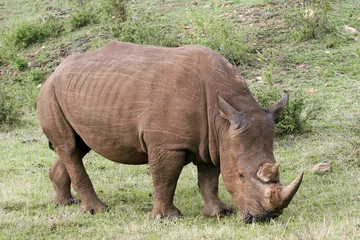 Foto op Plexiglas rhino in the bush © franco lucato