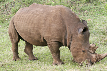 rhino grazing in the bush