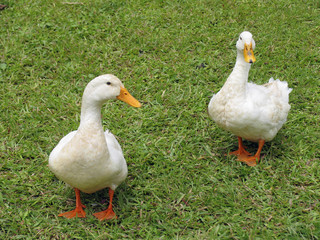 two ducks