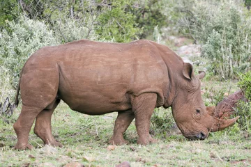 Foto op Plexiglas rhino in the bush of masai mara © franco lucato