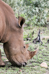 Obraz premium rhino in the bush of masai mara