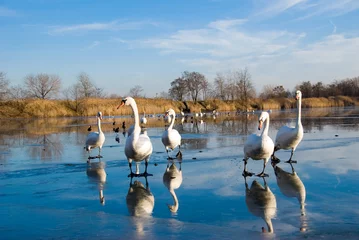 Gartenposter swans © Zbyszek Nowak