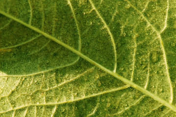 Green leaf in closeup