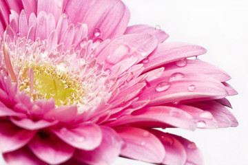 wet gerbera flower