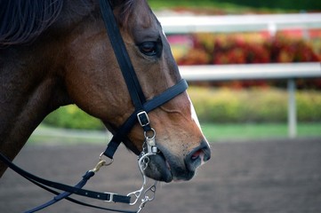 Portrait of a Race Horse