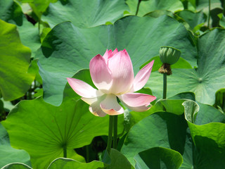 fleur rose de lotus