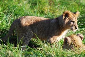  jeux des lionceaux