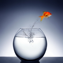 goldfish jumping out of the water