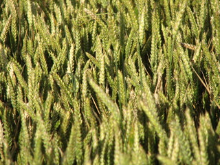 Epis de blé sous le soleil