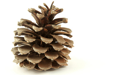 Pine cone © Ints