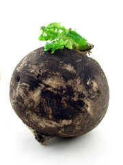 Black radish isolated on the white background