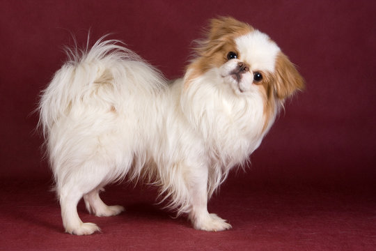 Japanese Chin