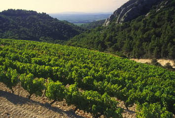 Grapes growing in cote du rhone vineyards in vaucluse  - obrazy, fototapety, plakaty