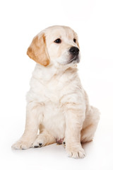 Golden retriever puppy on white background