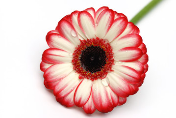 red and white gerber daisy isolated on white