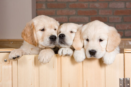 Several Golden Retriever Puppies