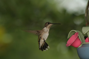 Fototapeta na wymiar Kolibrów