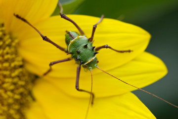 Beatles, the armored corn cricket, Orthoptera family,