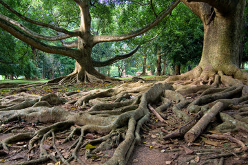 Fototapeta na wymiar Primeval rainforest w Kandy, Sri Lanka