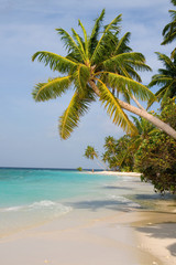 Maldivian sand beach and coconut trees