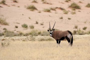 Oryx-Antilope