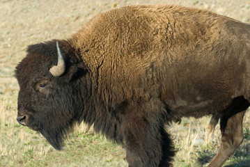 Looking very imposing, a buffalo (bison) 